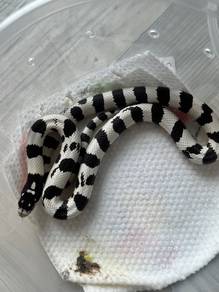 California kingsnake 0.1