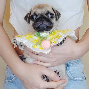 Pug