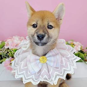 Shiba