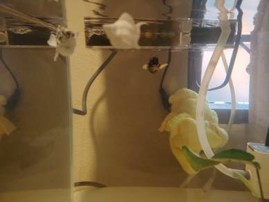 Molly fish farm grade