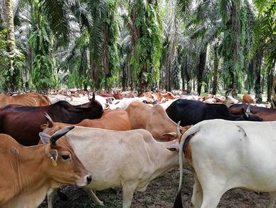 lembu untuk dijual 