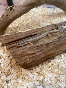 Occelated Skink
