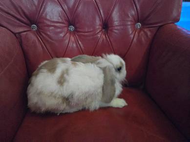 Holland Lop male