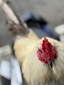 ayam siliki crows kampung