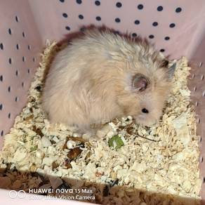 Hamster Syirian Yellow male rc