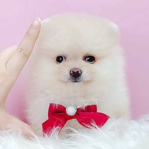 Pomeranian