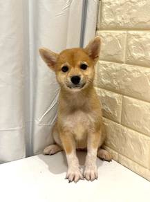 J1021 Shiba Inu Fox Face Curly Tail Puppy