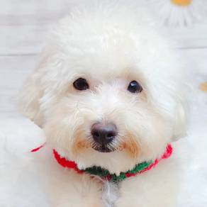 Maltipoo Poodle X Maltese Puppy Pet Dog Fur9
