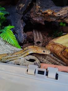 Adult Corn Snake