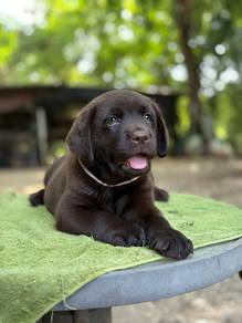 Black Labrador