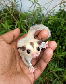 Sugar Glider Baby Platinum Silver Bell Mosaic