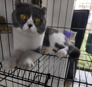 American Curl Mix Scottish