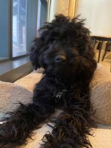 Toy poodle - black ( pure breed )