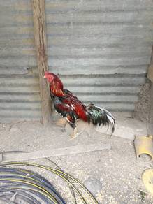 ayam sabong 