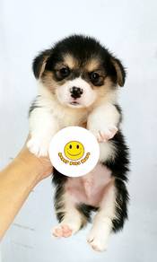 q3000 Welsh Corgi Tri Colour little cute puppy dog