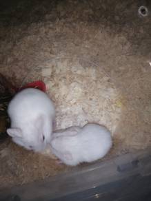 Hamster Campbell Albino Female