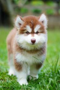 Premium Rare Husky Puppy - HP02