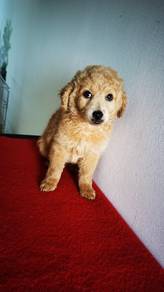 Goldendoodle 