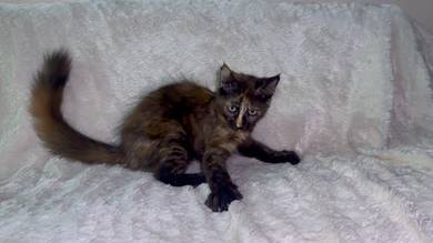 Maine Coon