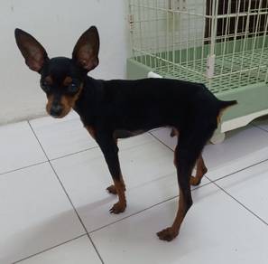 6 months old male miniature pinscher 