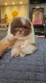 Pomeranian