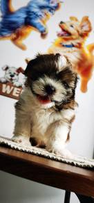 Shihtzu 