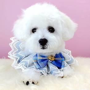 Maltipoo