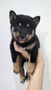 Shiba inu pure black tan mka and microchip