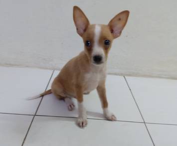 2 months old male miniature pinscher mix 