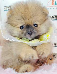 Pomeranian
