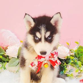 Husky