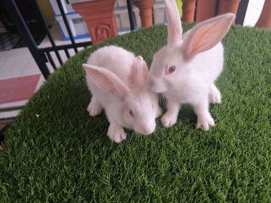Rabbit 