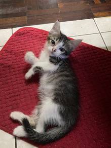 Kitten