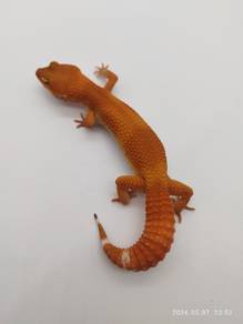 leopard gecko