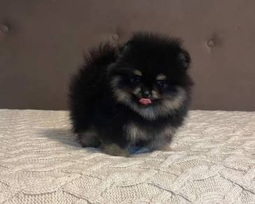 F5835 Bright-eyed Pomeranian tiny fluffy teddy bea