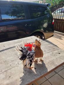 Ayam serama