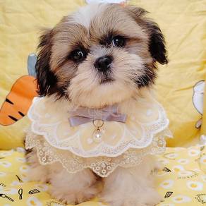 Shih Tzu