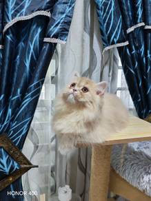 persian cat