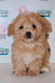 J0085 Maltipoo Cute Curly Hair Toy Pupp