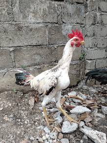 ayam pama