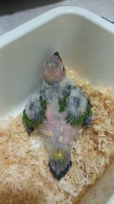 Sun Conure 