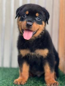 Rottweiler