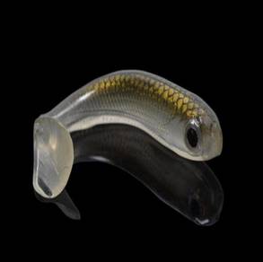 JPM Alive Realistic Small Fish