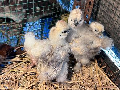 5 anak ayam silkie 5 silkies chick 