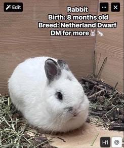 Netherland Dwarf Rabbit for sale