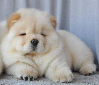 SSA1111 Chow Chow puppies thick haired quality