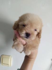 Tiny Poodle