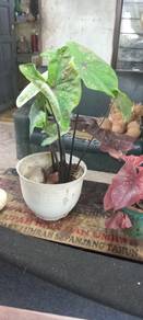 pokok keladi besar 