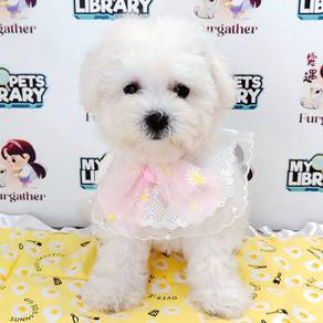 bICHON Frise