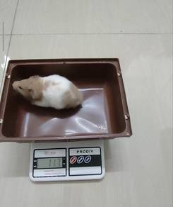 Syrian Hamster Big Bone Female